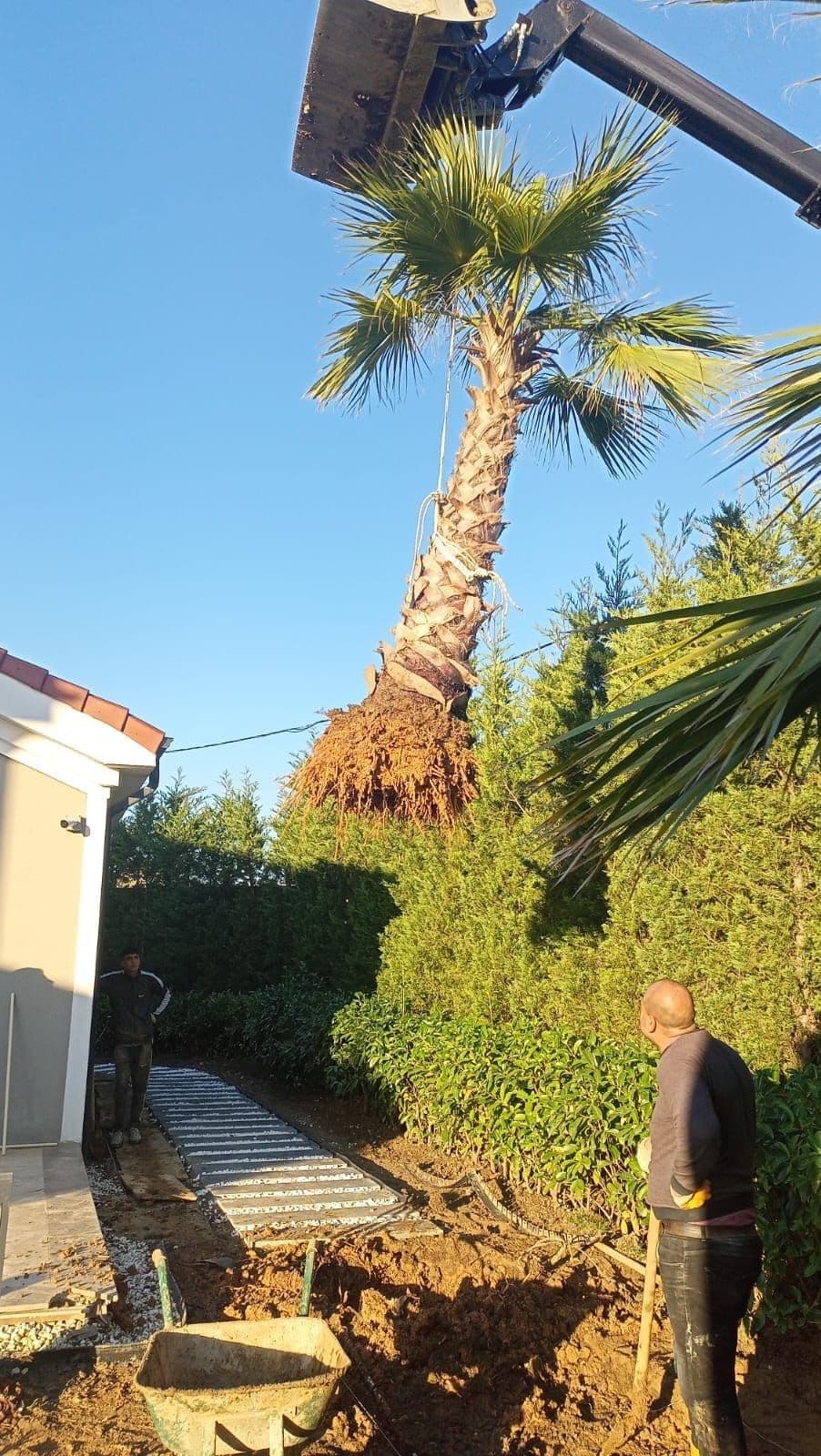 İstanbul villa bahçe ağaç dikimi peyzaj